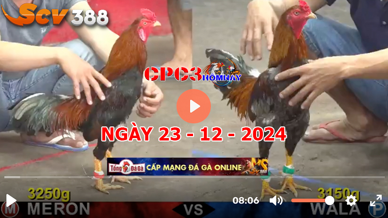 Đá gà C3 ngày 23-12-2024