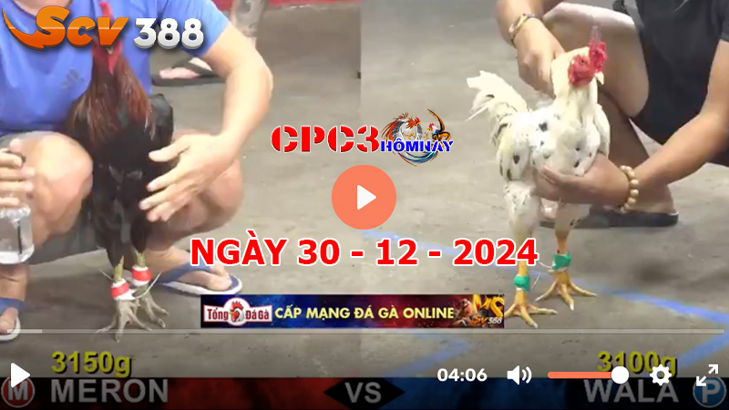 Đá gà C3 ngày 30-12-2024